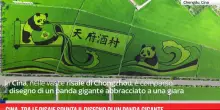 Cina, tra le risaie spunta il disegno di un panda gigante