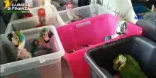 Pozzallo, GdF sequestra 377 animali esotici vivi protetti