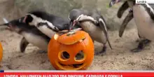 Londra, Halloween allo zoo tra pinguini, capibara e gorilla
