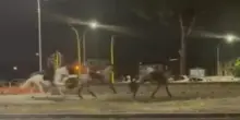 Prove parata 2 giugno, cavalli in fuga in strada a Roma