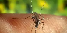 Virus West Nile, morta una donna di 72 anni in provincia di Napoli