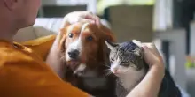 Pet Parenting, 50% dei giovani sceglie gli animali al posto dei figli