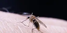 Virus West Nile, la mappa dei contagi: Lombardia la pi&ugrave; colpita