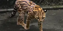 Bolivia, nuova specie felina scoperta dopo un secolo: il gatto Tilcayo