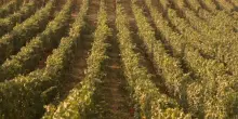 In Franciacorta la vendemmia &egrave; iniziata con diverse settimane di anticipo