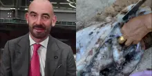 Polpi crudi, i baresi rispondono all'allarme di Bassetti sui rischi