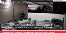 Auto rubate e smembrate: trovato mega deposito nel Foggiano