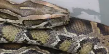 Serpenti scappati da teca, proprietario: &ldquo;Non sono pericolosi&rdquo;
