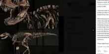 Lo scheletro del dinosauro 'Jodi' all'asta da Sotheby's
