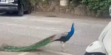 Roma, pavone passeggia in strada tra auto e passanti. VIDEO