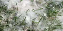 &ldquo;Neve di primavera&rdquo; in Italia, cosa sono i &ldquo;pappi del pioppo'