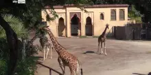 Bioparco Roma, ghiaccioli per aiutare gli animali contro il caldo