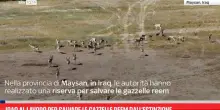 Iraq al lavoro per salvare le gazzelle reem dall'estinzione