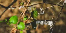 Takahashia Japonica, cosa fare se la cocciniglia attacca le piante