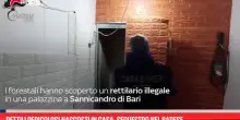 Rettili pericolosi nascosti in casa, sequestro nel Barese
