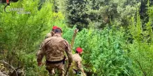 Calabria, coltivazioni di marijuana nell'Aspromonte: 2 arresti