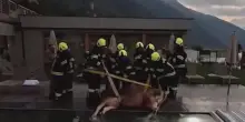 Alto Adige, mucca finisce nella piscina di un hotel
