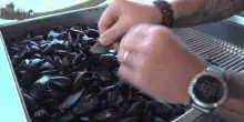 Goro, cambiamento climatico fa strage di cozze