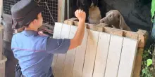 Accumulatori di cani, 100 sequestri nel Palermitano
