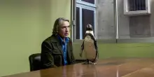 Il professore e il pinguino, cosa sapere sul film con con Steve Coogan