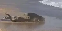 Numana, avvistata una foca monaca sulla spiaggia. FOTO
