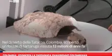 Colombia, scoperta la tartaruga Shakiremys colombiana