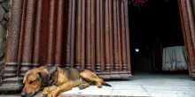 Comunione ai cani in Svizzera, vescovo: 'Non c'era volont&agrave; sacrilega'