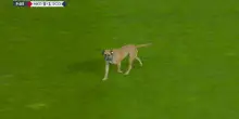 Macedonia-Scozia si ferma: invasione di campo... di un cane!