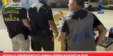 Pozzallo, sequestrati 377 animali esotici nascosti in auto