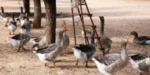 Brasile, vietato il foie gras: la protesta della Francia