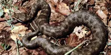 Molise, morso da vipera mentre lavora nei campi: uomo ricoverato