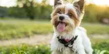 Amico Fido, l&rsquo;app che aiuta a segnalare i pericoli per i cani