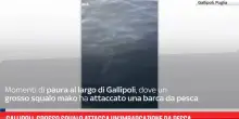 Gallipoli, grosso squalo attacca un'imbarcazione da pesca
