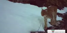 Val d'Ossola, nuovo avvistamento della lince