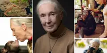 Morta Jane Goodall, 10 film per scoprire e ricordare l’etologa