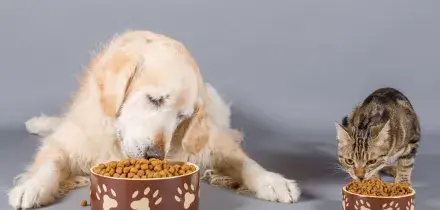 Animali, gli italiani spendono sempre di pi&ugrave; per cani e gatti. I dati