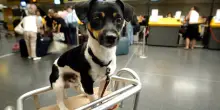Pet travel, consigli degli esperti per viaggiare con i propri animali