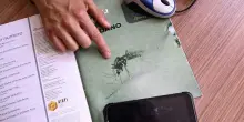 West Nile in Italia, primo contagio umano virus in provincia di Verona