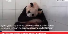 Cina, nati due gemelli di panda gigante in cattivit&agrave;