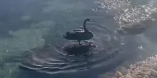 Bari, cigno nero nel porto vecchio sorprende i passanti