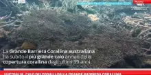 Australia, calo dei coralli della grande barriera corallina