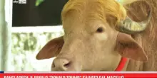 Bangladesh, il bufalo &ldquo;Donald Trump&rdquo; salvato dal macello