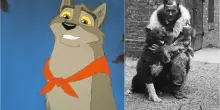 'Balto' compie 30 anni, la vera storia che ha ispirato il cartone