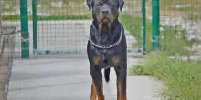 Salento, 72enne muore sbranato da due cani rottweiler a Nard&ograve;