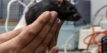 Hantavirus, cos'&egrave; la malattia trasmessa da topi: sintomi e cosa sapere