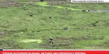 Strage di elefanti in Kenya, rilevata una potenziale tossina