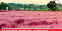 Cina, a Nanchino un mare rosa colora l&rsquo;autunno in arrivo