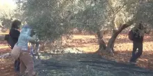 Cisgiordania, con la raccolta delle olive aumentano gli attacchi dei coloni