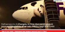 Zoo di Atlanta, arrivano due panda giganti dalla Cina