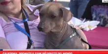 California, premiato il cane pi&ugrave; brutto del mondo